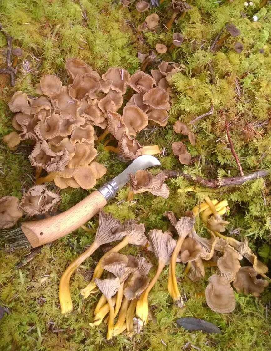 Поиск грибов по фото Foraging Equipment - Fungi Knives - Galloway Wild Foods