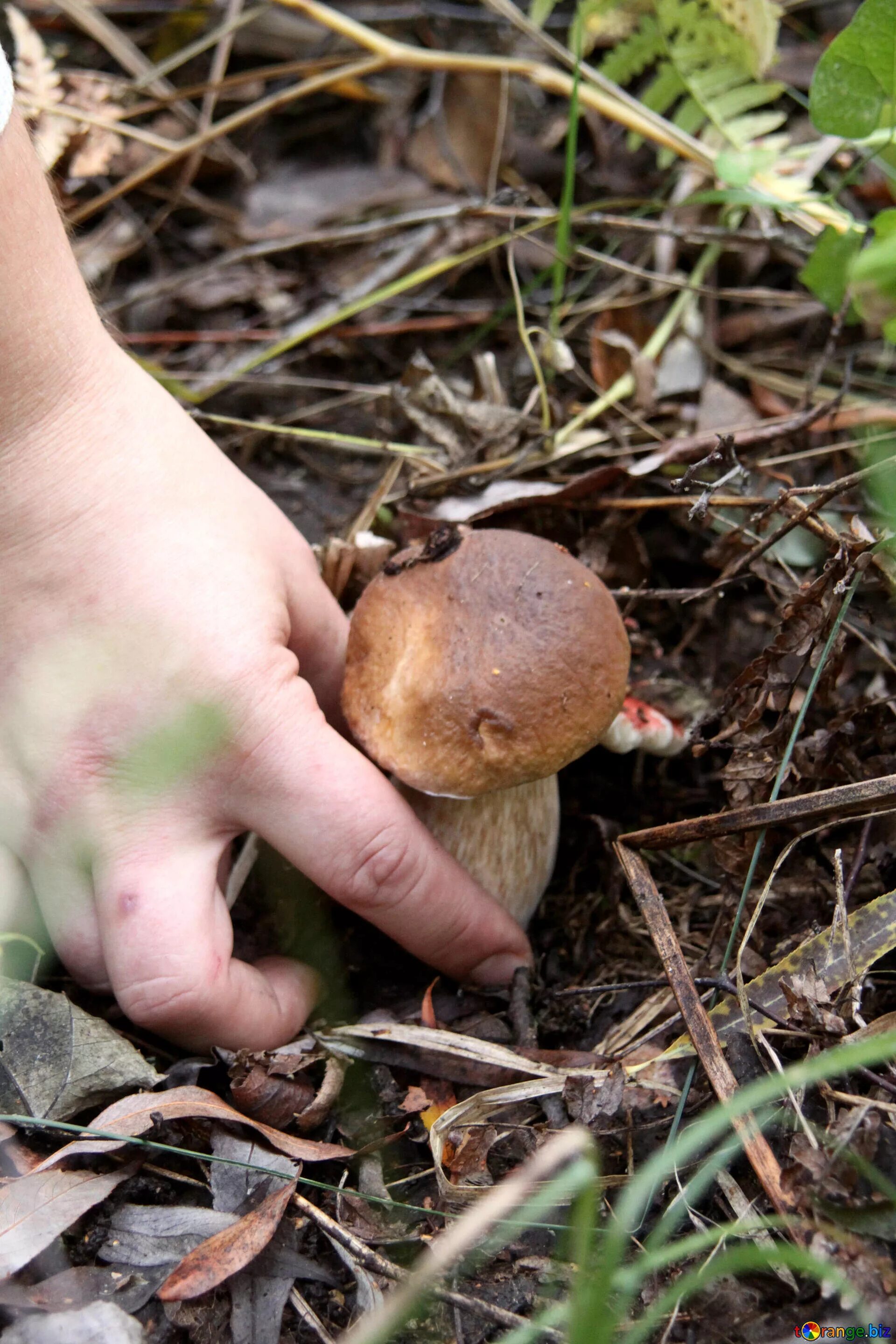 Поиск грибов по фото Found mushroom free image - № 5501