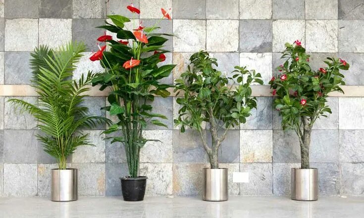 Поиск комнатного растения по фото Indoor Plant Hire Melbourne services provide a creative way to fix up your unuse