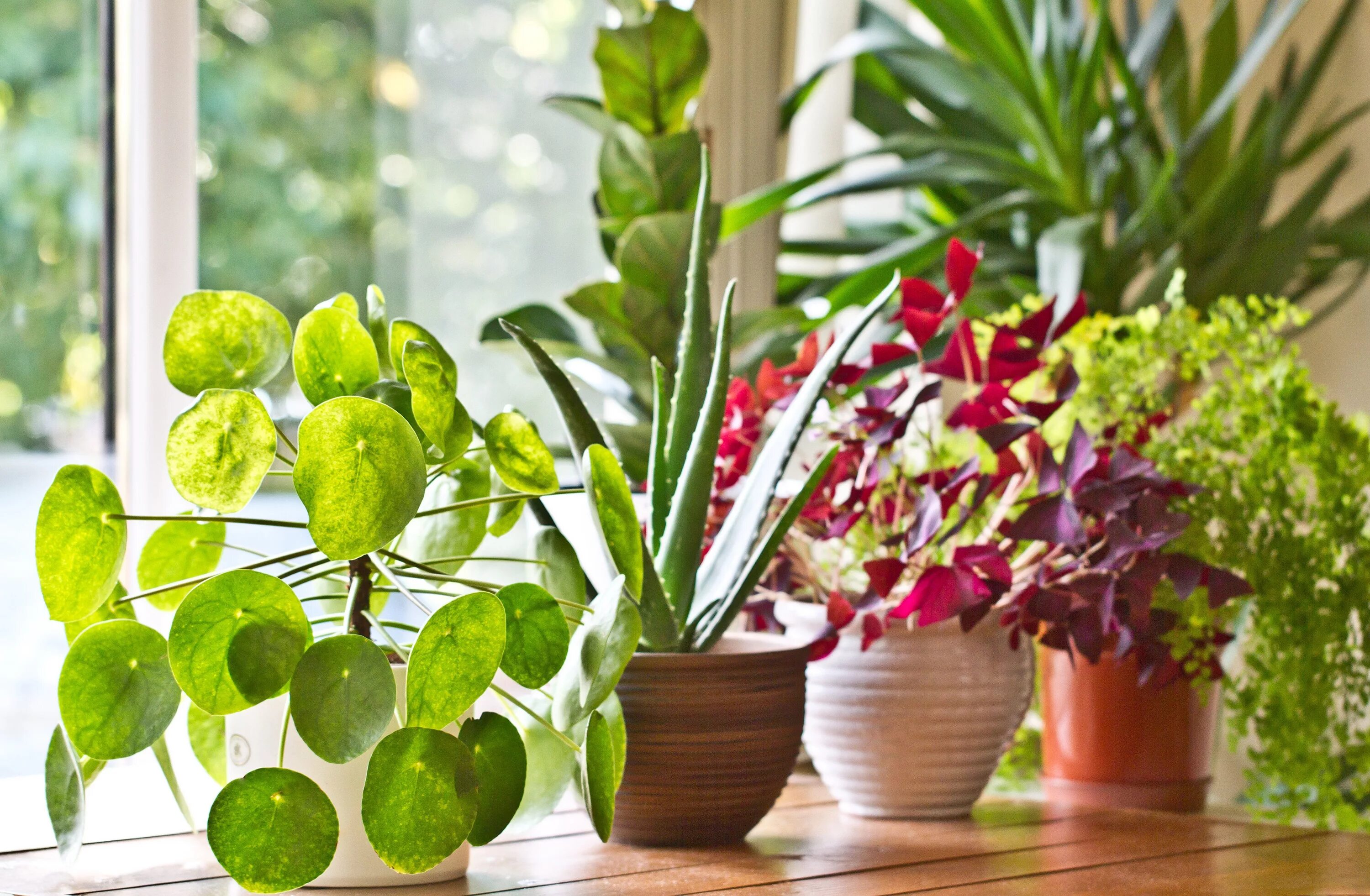 Поиск комнатного растения по фото 7 Underrated Places To Buy Houseplants Online House plants, Indoor plants low li