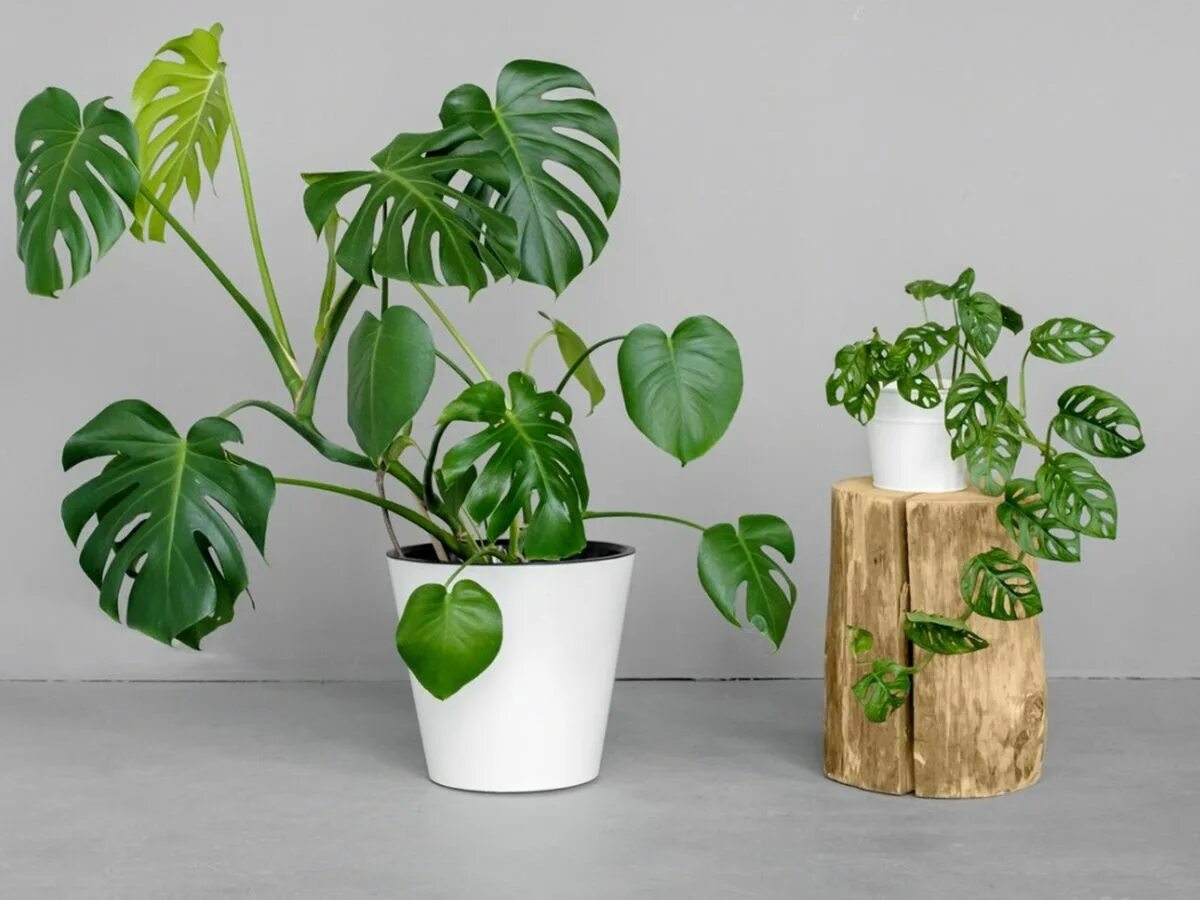 Поиск комнатного растения по фото Solutions For Leggy Monstera Deliciosa Plants Gardening Know How