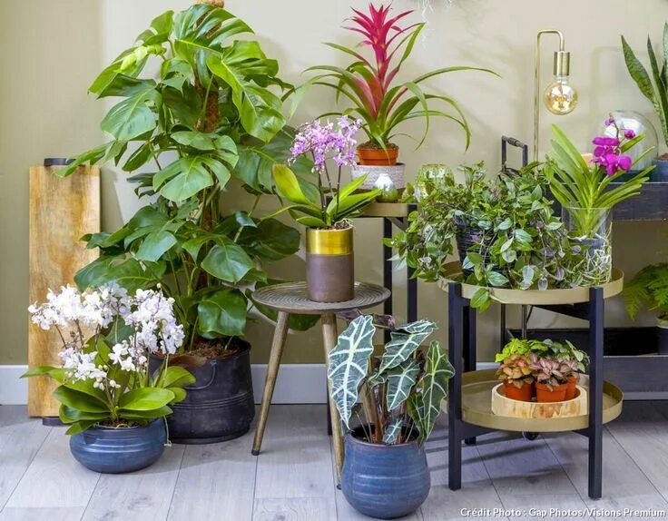 Поиск комнатного растения по фото Les 12 plantes vertes d’intérieur les plus faciles Plantas de interior, Plantas,