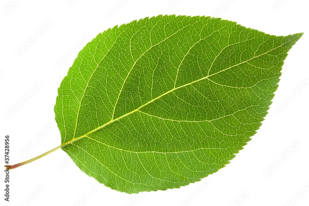 Поиск листа по фото Green leaf Stock Photo Adobe Stock