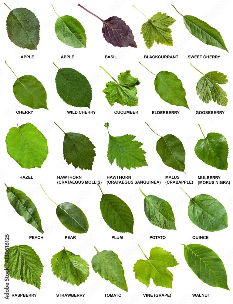 Поиск листа по фото set of green leaves of trees and shrubs with names Stock Photo Adobe Stock