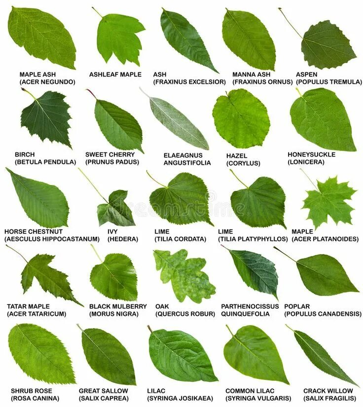 Поиск листа по фото Tree and Shrub Leaves with Names