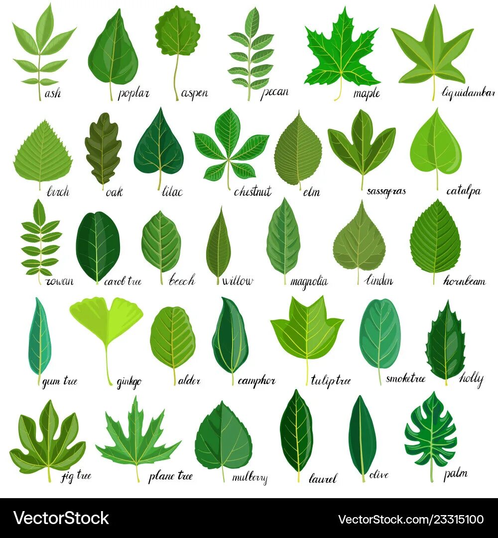 Поиск листьев по фото Camphor Leaf Vector Images (94)