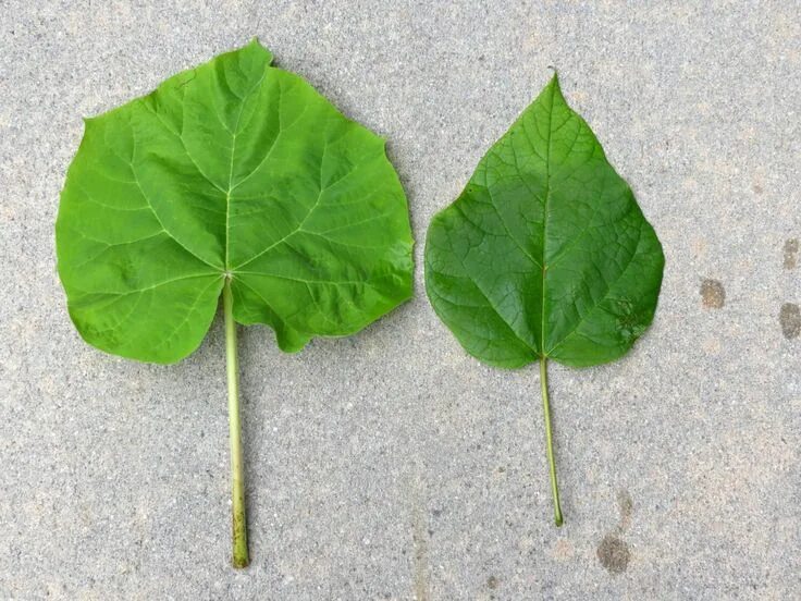 Поиск листьев по фото Distinguishing Catalpa from Paulownia Trees in the Falls Lake Area Autumn lake, 