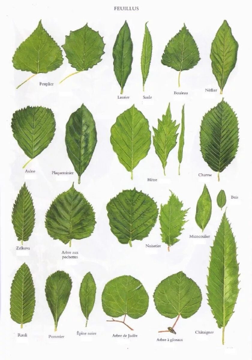 Поиск листьев по фото Quelques feuilles d’arbres. Reconnaitre les arbres, Feuille arbre, Identificatio