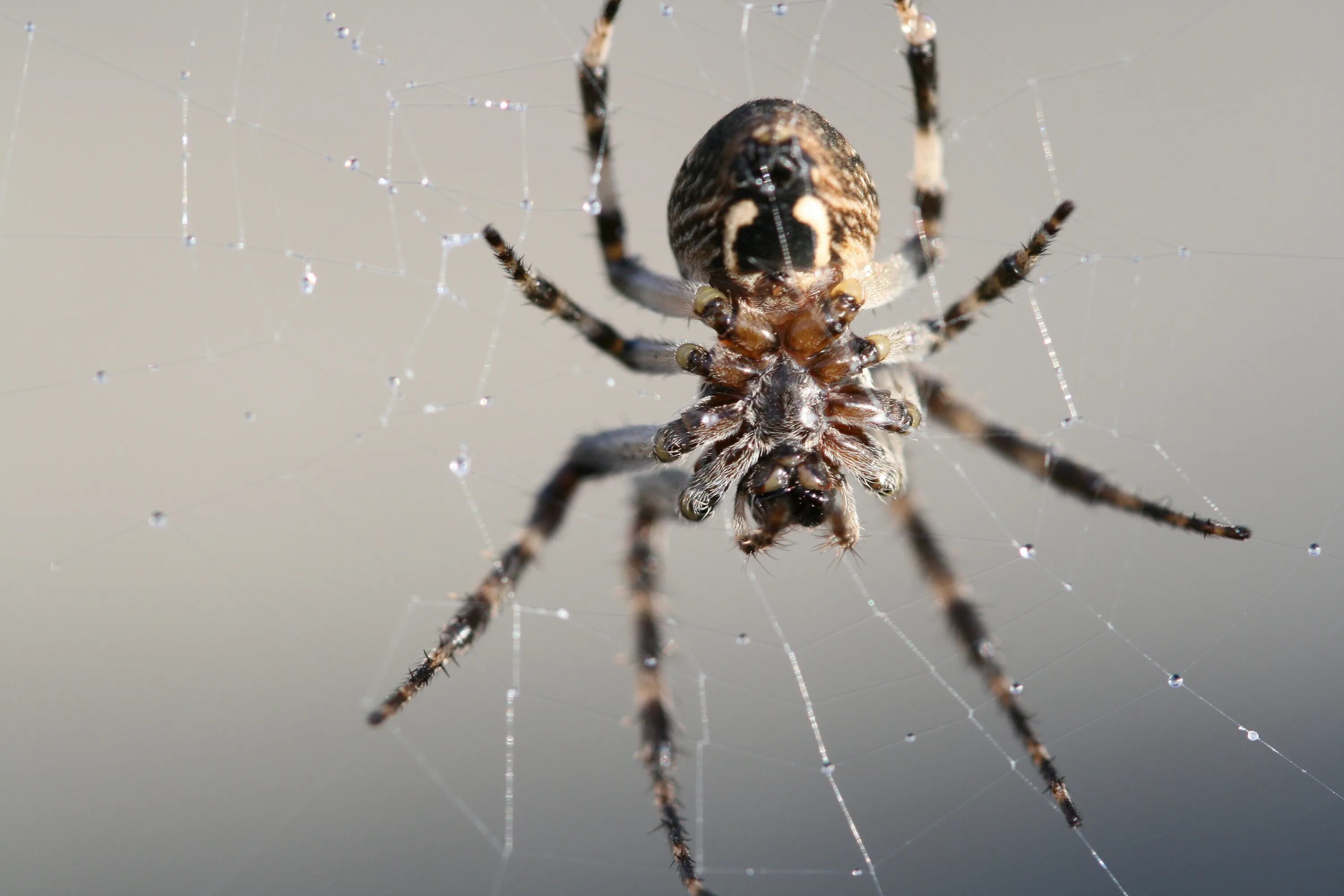 Поиск паука по фото онлайн Free Images : nature, fauna, invertebrate, cobweb, close up, arachnid, argiope, 