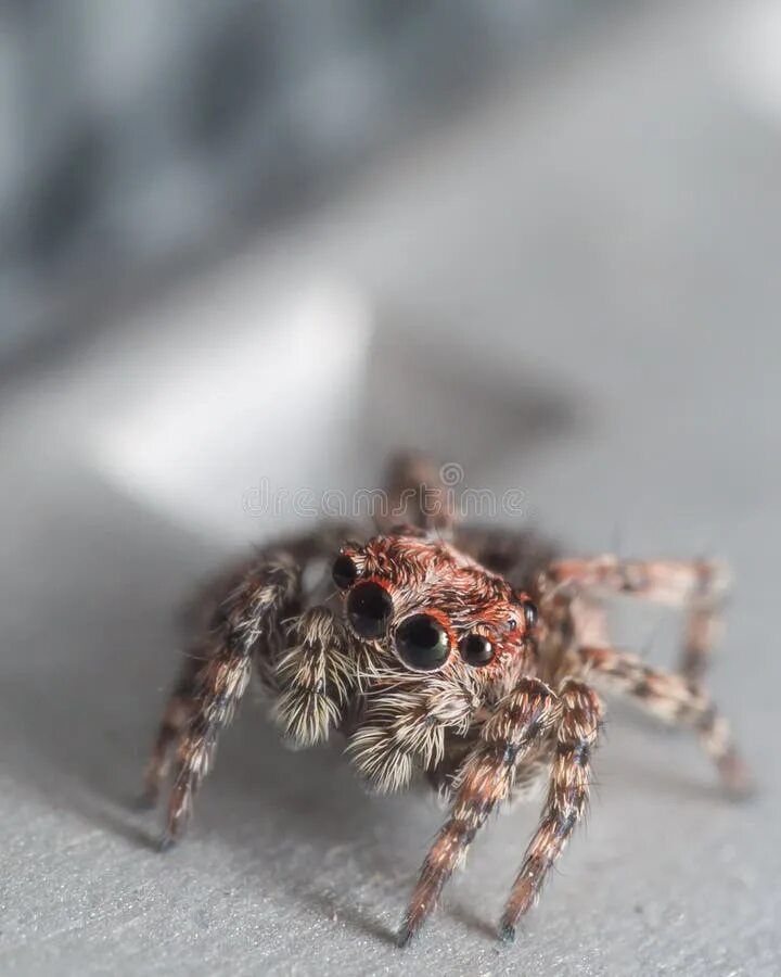 Поиск паука по фото онлайн Small Jumping Spider with Red Around Eyes Looks Up Stock Image - Image of eyes, 