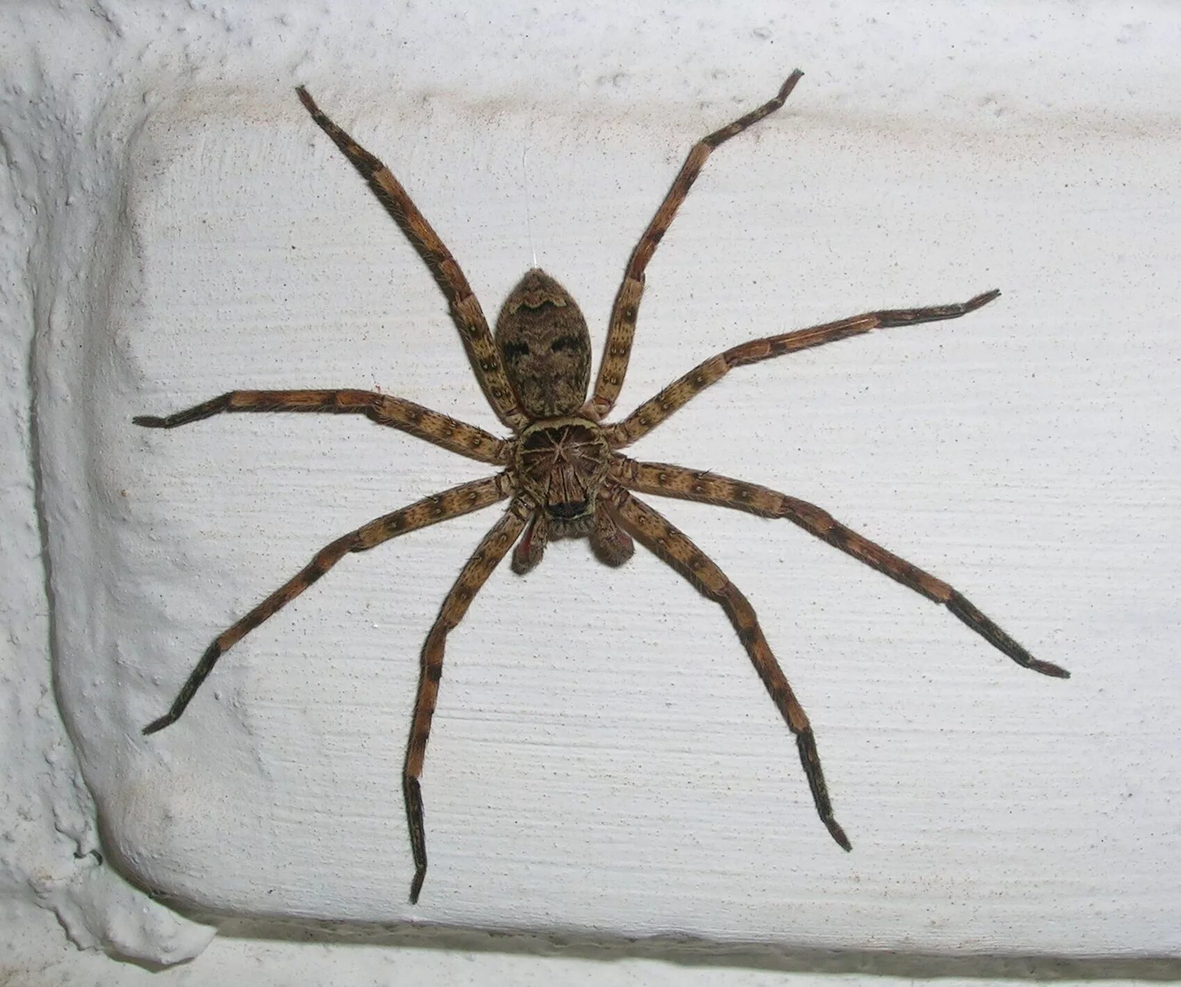 Поиск паука по фото онлайн File:Spider wyn sparassid.jpg - Wikimedia Commons