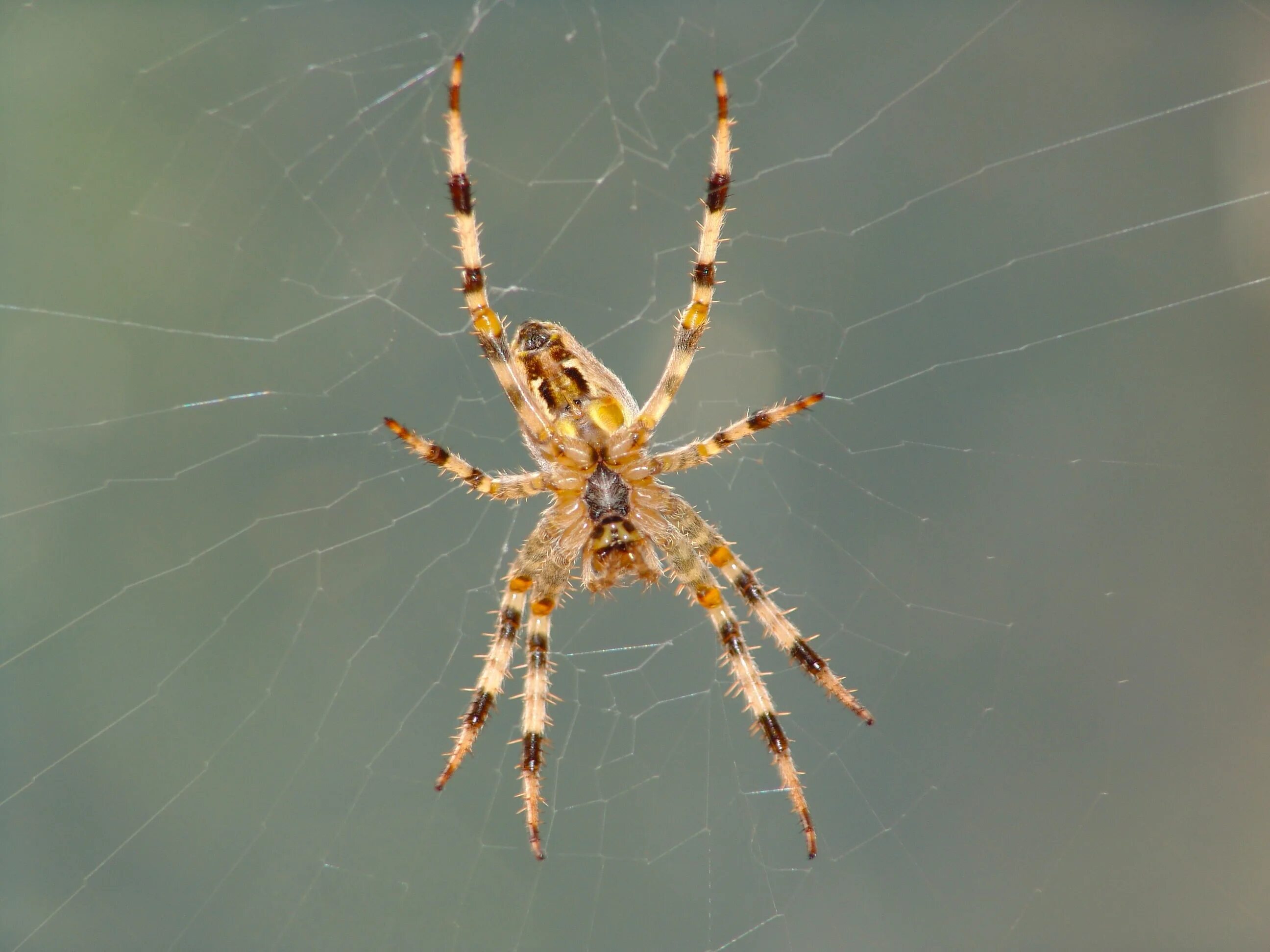 Поиск паука по фото онлайн Brown spotted spider on a blurred background free image download