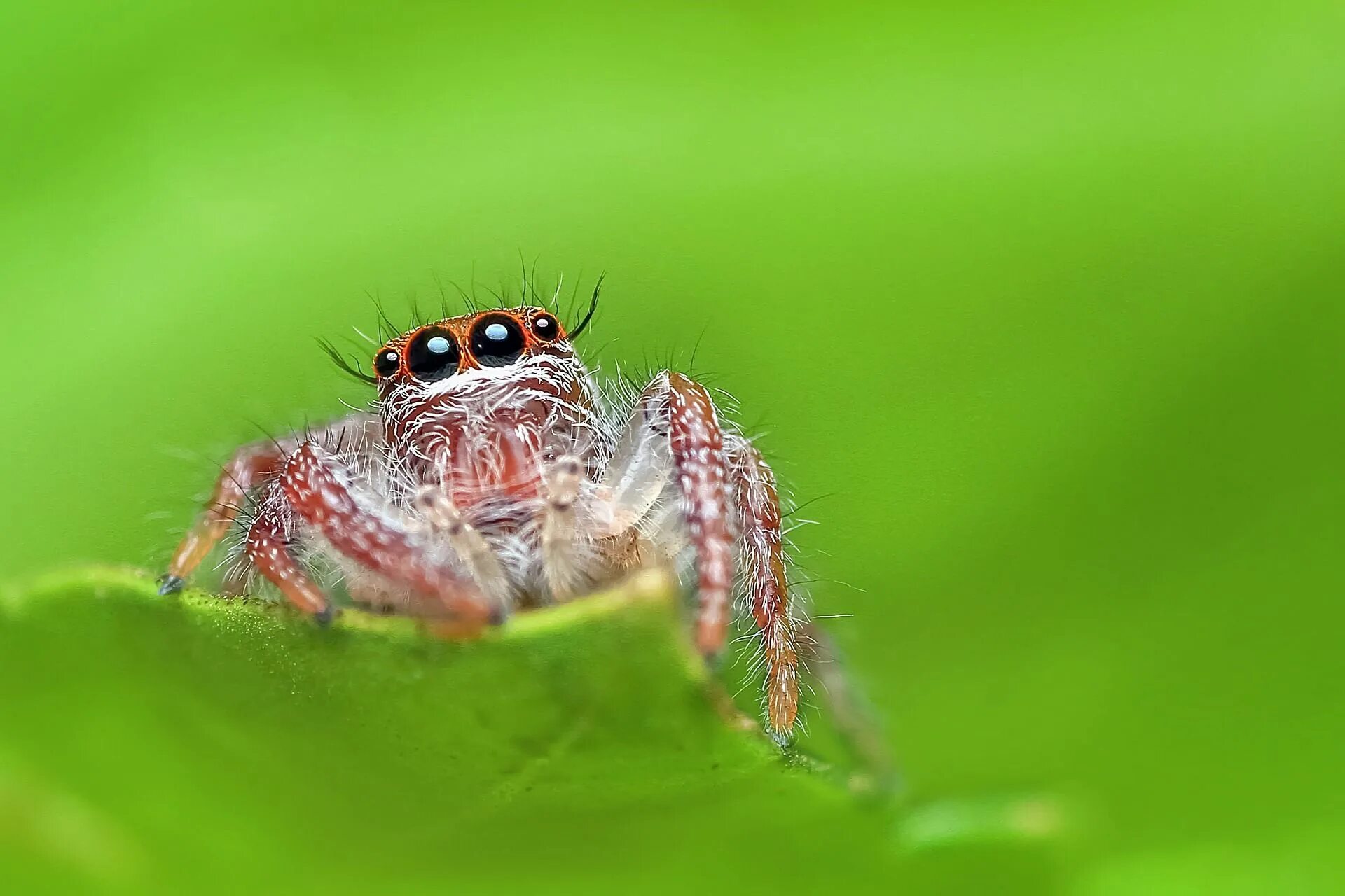 Поиск пауков по фото онлайн бесплатно The Macro Bug Portraits of Ronny Overhate Will Make You Happy Types of spiders, 