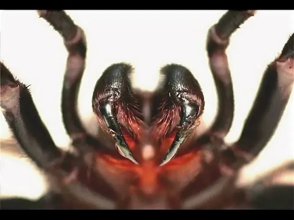 Поиск пауков по фото онлайн бесплатно Top 10 SHOCKING Deadliest Venomous Spiders in the World 2017 TheCoolFactShow E19