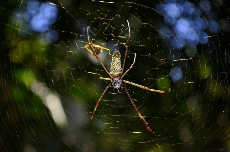 Поиск пауков по фото онлайн бесплатно #arachnid #cobweb #color #creepy #insect #invertebrate #poison #scary #spider #s