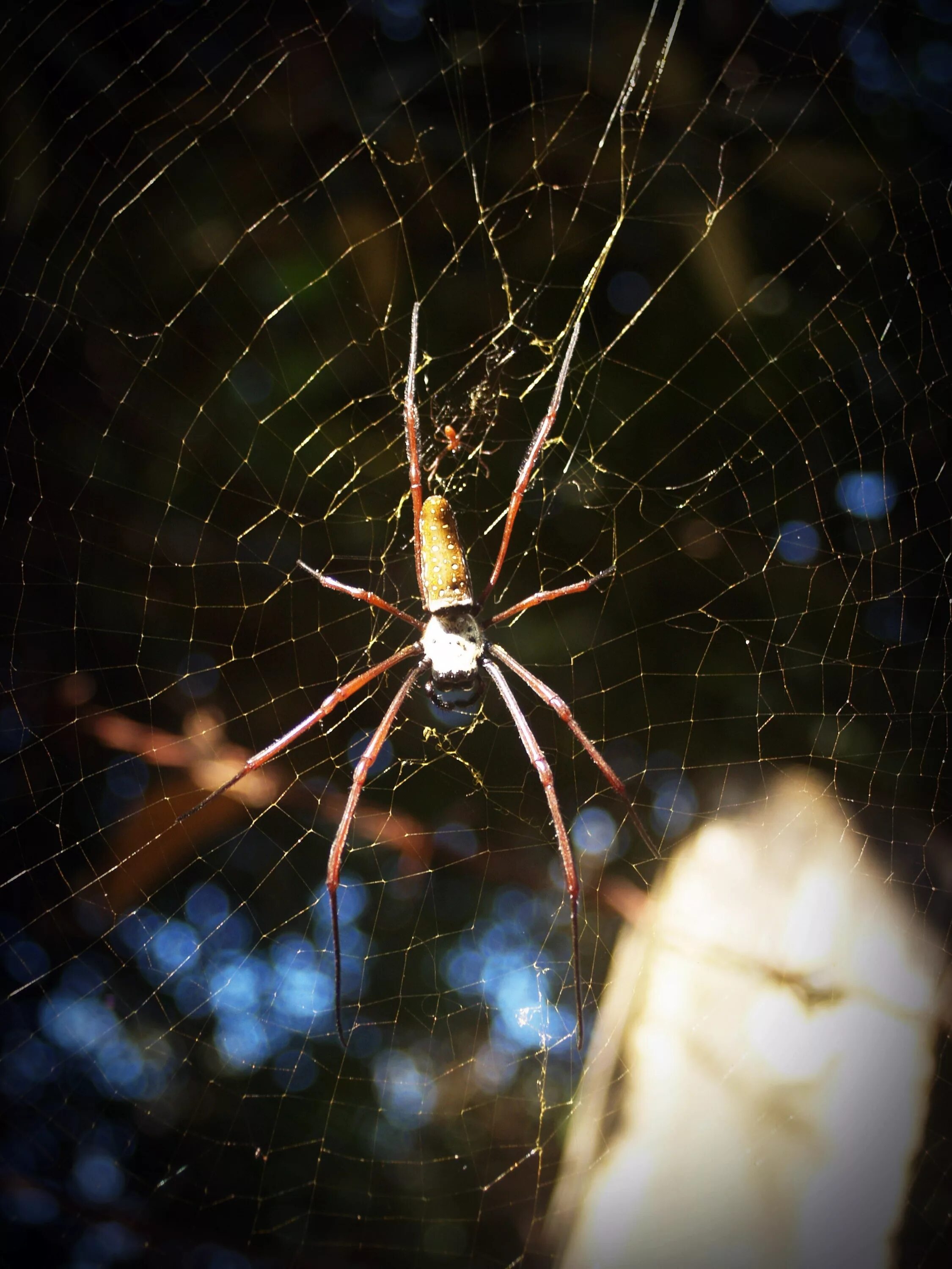 Поиск пауков по фото онлайн бесплатно Free Images : nature, forest, animal, reflection, tropical, insect, space, darkn