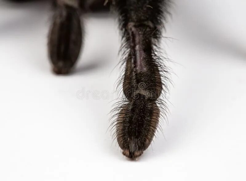 Поиск пауков по фото онлайн бесплатно Isolated Macro Spider Paw Stock Photos - Free & Royalty-Free Stock Photos from D