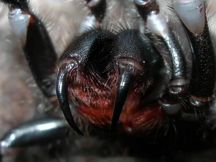 Поиск пауков по фото онлайн бесплатно The goliath birdeater tarantula of South America is arguably the biggest spider 