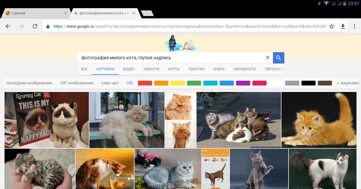 Поиск по фото кота Фото милого кота, глупая надпись. Пикабу