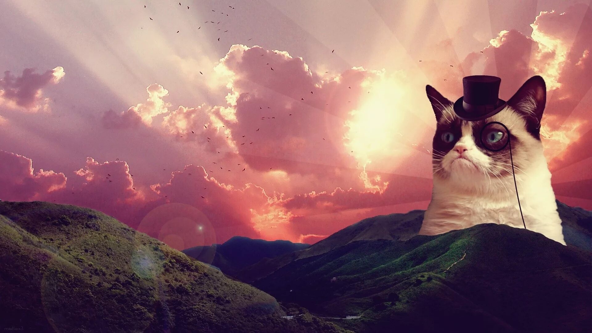 Поиск по фото на обои Wallpaper : sunlight, landscape, cat, birds, animals, sunset, hat, clouds, hills