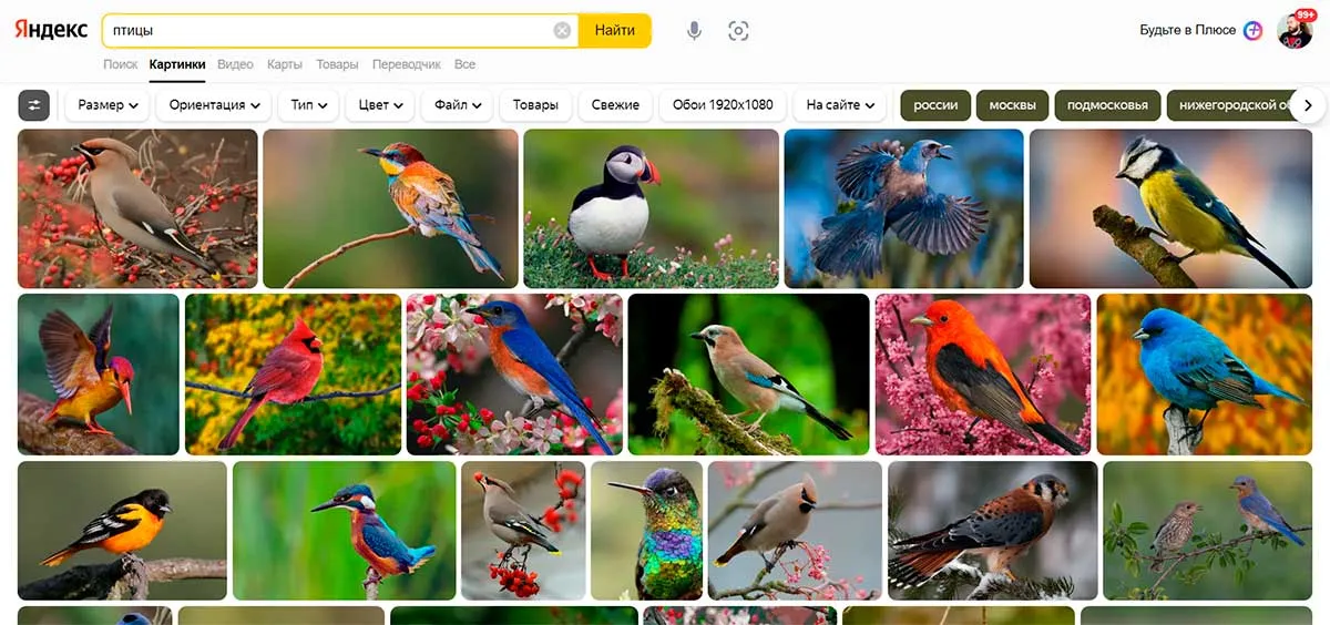 Поиск похожего фото по цвету Птицы москвы и подмосковья 80 фотографий