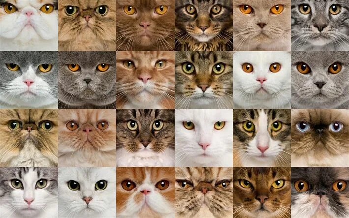 Поиск породы кошки по фото Download wallpapers breeds of cats collage, different cats, muzzle of cats, cute