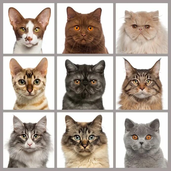 Поиск породы кошки по фото What Breeds Of Cats Live The Longest? - Two Crazy Cat Ladies Cat breeds chart, C