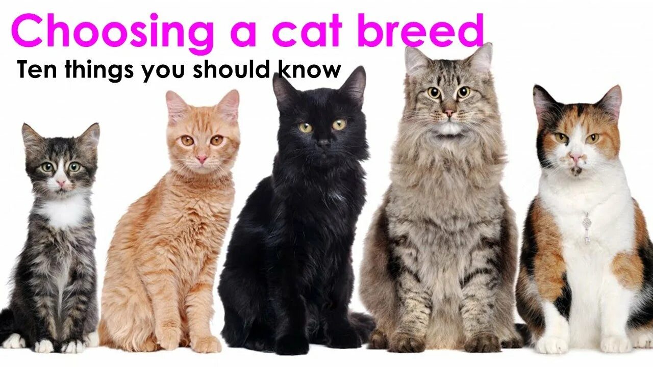 Поиск породы кошки по фото Choosing a cat breed. ten things you should know. - YouTube