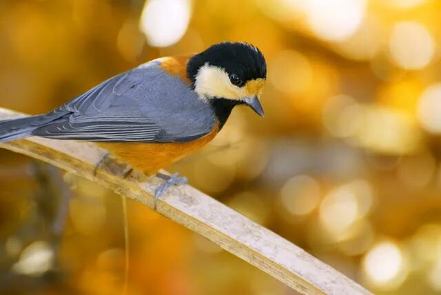 Поиск птицы по фото Animals, Bird