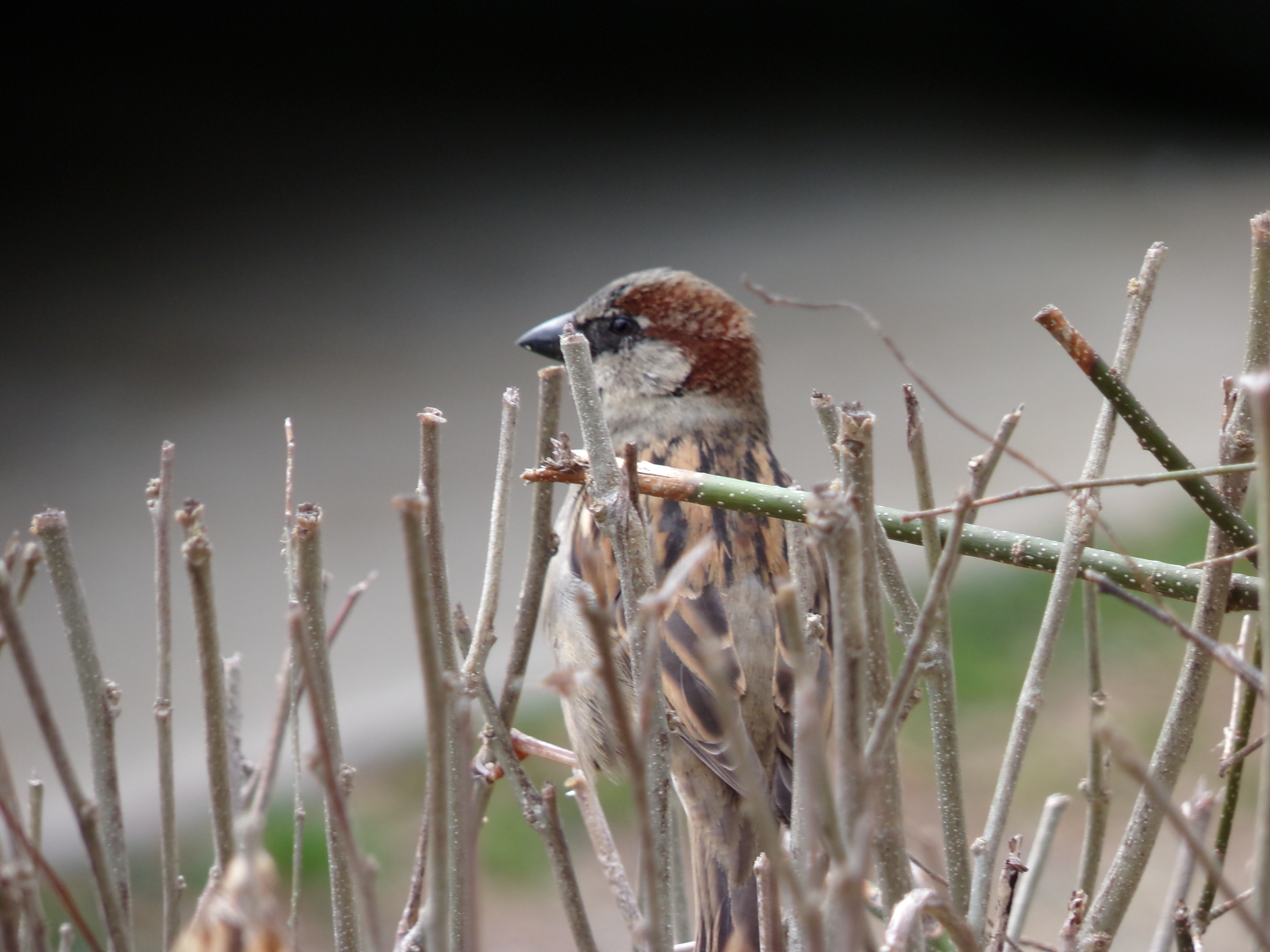 Поиск птицы по фото Free Images : nature, branch, white, animal, looking, wildlife, wild, bush, beak