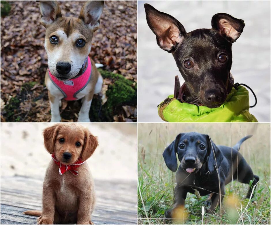 Puppies montage Photograph by Warren Photographic - Pixels