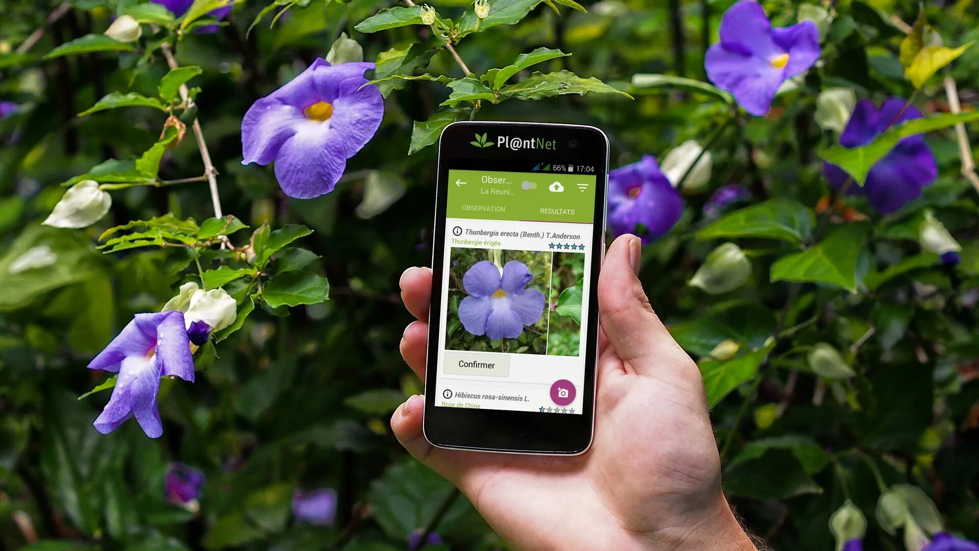 Поиск цветов по фото PlantNet is a super-accurate plant identification iPhone app that doesn't charge