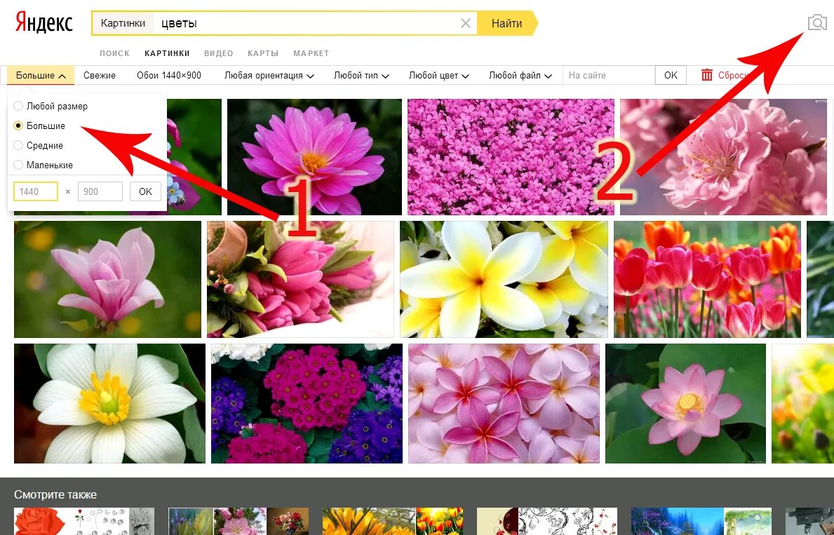 Поиск цветов по фото Поиск цветка по картинке