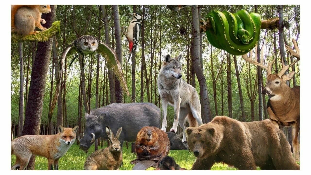 Поиск животного по фото В мире дикой природы" 2023, Егорьевск - дата и место проведения, программа мероп