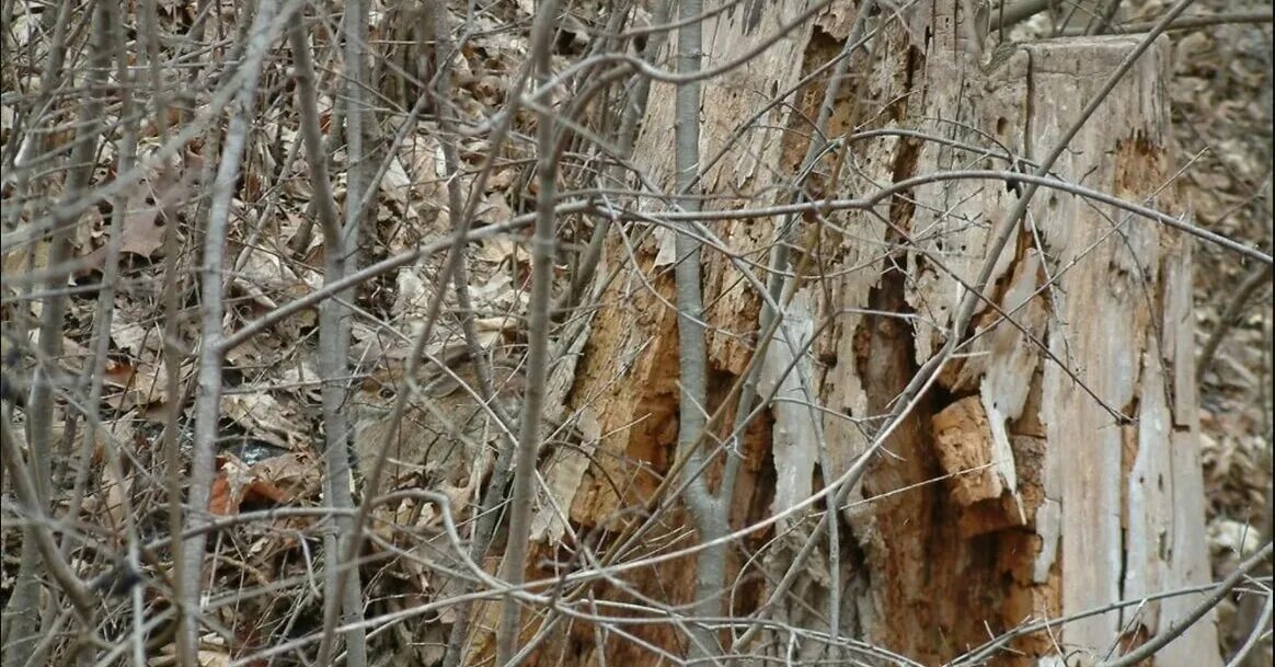 Поиск животного по фото Мощная проверка зрения: найдите, где спрятался заяц на картинке