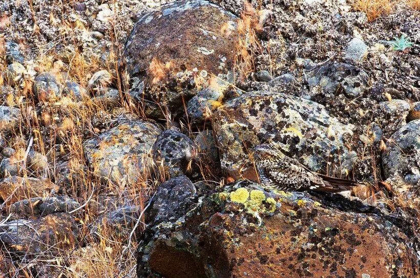 Поиск животного по фото 15 снимков животных, которые в совершенстве овладели искусством маскировки