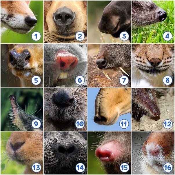 Поиск животного по фото Играть в угадай породу: найдено 83 изображений