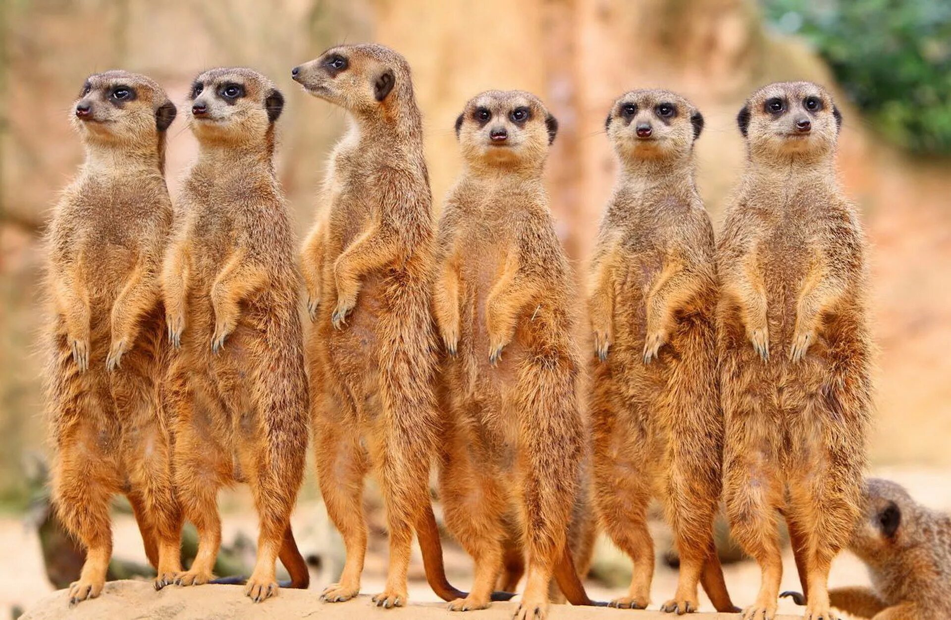 Поиск животного по фото Забавные сурикаты поднимут вам настроение