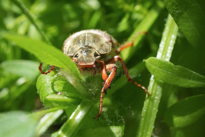 Поиск жука по фото 2,987 Cockchafer Beetle Stock Photos - Free & Royalty-Free Stock Photos from Dre