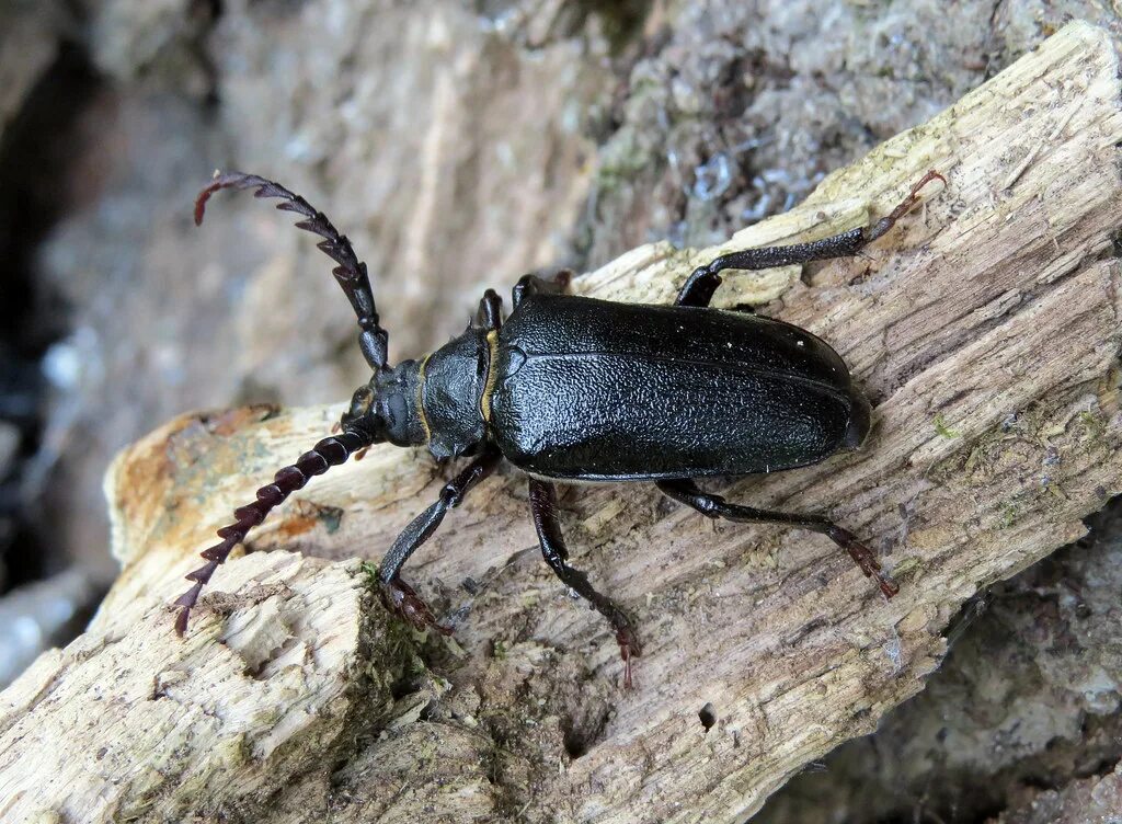 Поиск жуков по фото Prionus coriarius (Tanner Beetle) Flickr