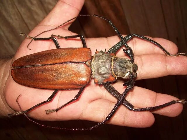 Поиск жуков по фото Mundo dos insetos: OS GIGANTES DA AMAZÔNIA - BESOUROS Animais da amazonia, Inset