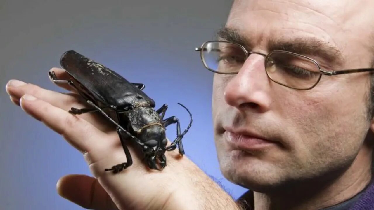 Поиск жуков по фото 10 Terrifying Insects In The World - YouTube