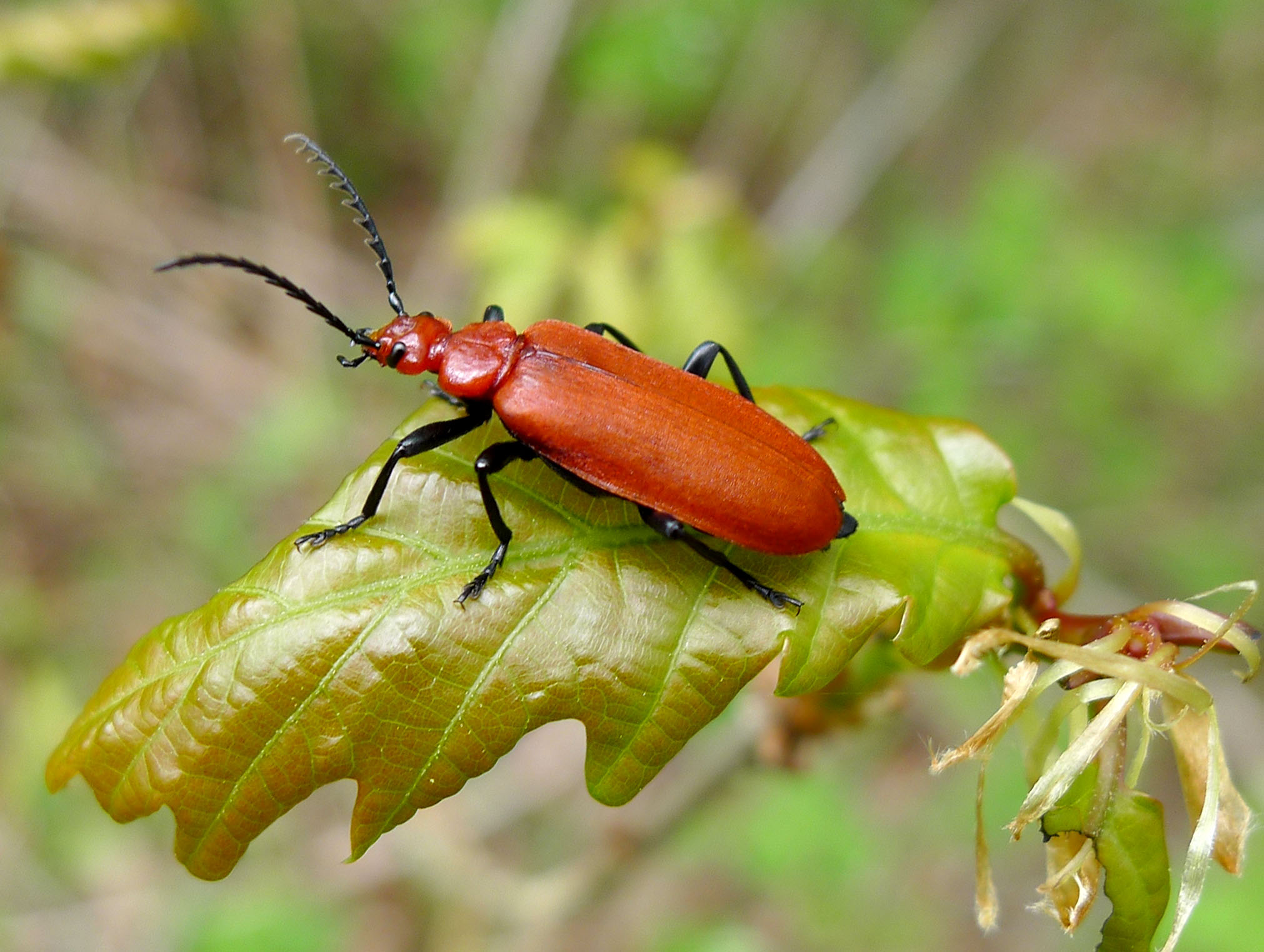 Поиск жуков по фото File:Cardinal Beetle. Pyrochroa serraticornis - Flickr - gailhampshire (1).jpg -