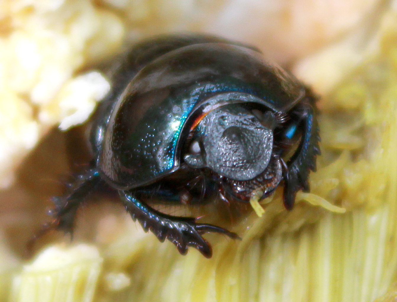 Поиск жуков по фото Anoplotrupes stercorosus (Hartm. in Scriba, 1791) - автор фото М.Д.Каскинова