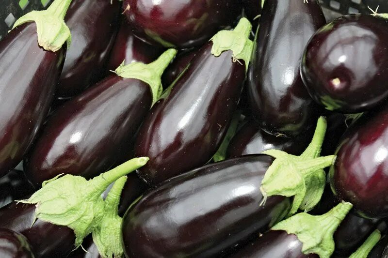 Показать баклажаны болеро фото партнера Eggplant Organic, Heirloom, Cooking Britannica