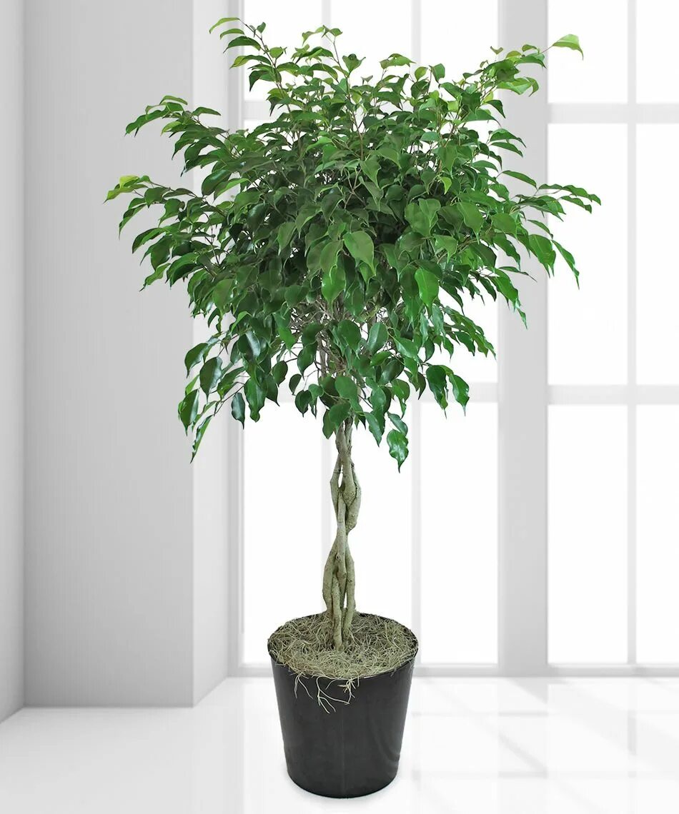 Показать фикус бенджамина фото il-Qronfla 6 Plants that will naturally cool down your house - il-Qronfla Plants