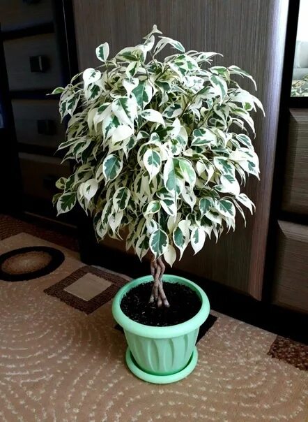 Показать фикус бенджамина фото Ficus mottled, rooted cuttings, sell 150 p (photo example of an adult plant) Бар