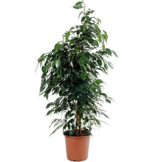 Показать фикус бенджамина фото Bercestepeyzaj Benjamin Ficus Benjamina 120 cm Yerli Ev Fiyatı