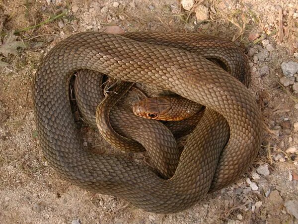 Показать фото дагестане обитающие ядовитые змеи Dolichophis caspius (syn. Coluber caspius), Large Whip Snake, photo fid513 Balca