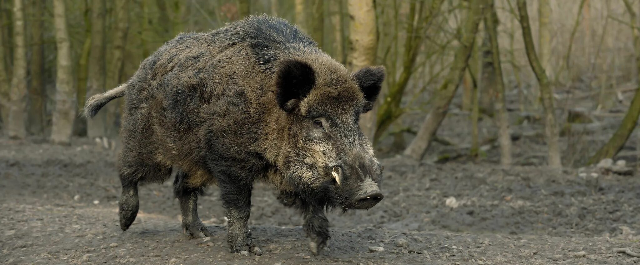 Показать фото дикого кабана Fell Wildschwein Wildschwein, Schwein, Wild